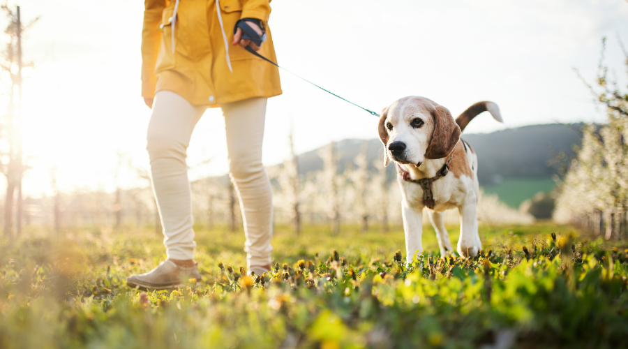 Fresh air and exercise for heart health